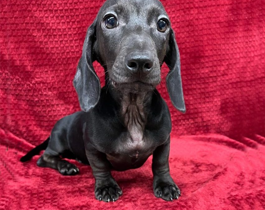 Odin
