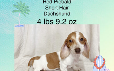Delilah